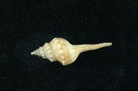 藏品(土豚拳螺)的圖片